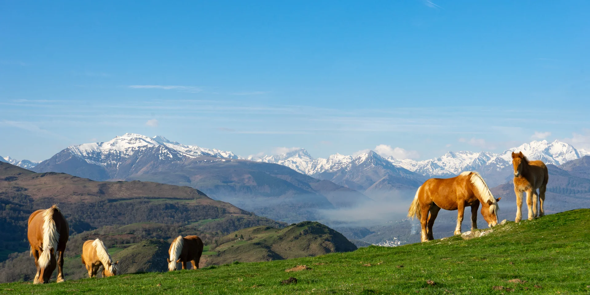 Soum De Caubi : chevaux et Pyrénées enneigés en arrière-plan