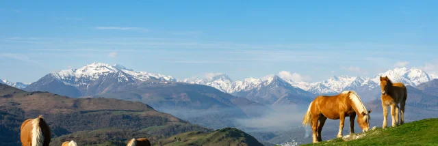 Soum De Caubi : chevaux et Pyrénées enneigés en arrière-plan