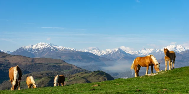 Soum De Caubi : chevaux et Pyrénées enneigés en arrière-plan