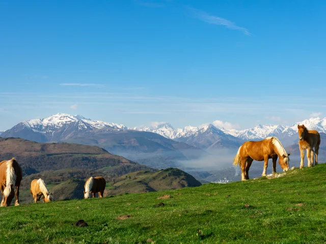 Soum De Caubi : chevaux et Pyrénées enneigés en arrière-plan