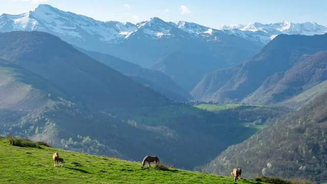 Soum de Caubi, vallée de Batsurguère : chevaux, marcheur et sommets enneigés