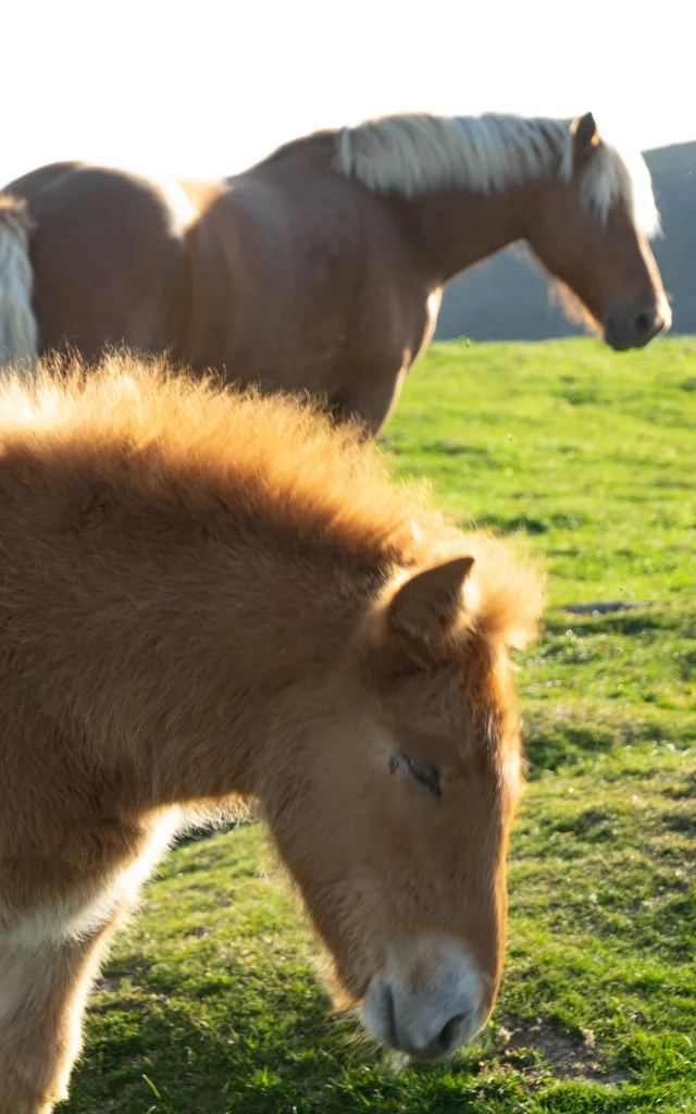 Poulain et cheval