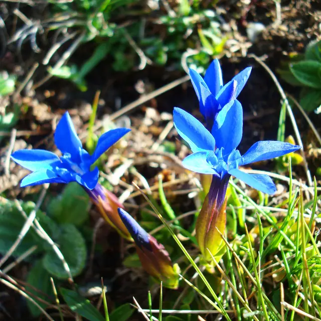 Flore