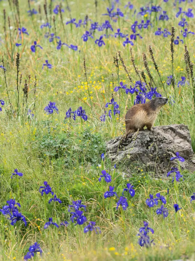 Marmotte