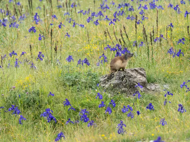 Marmotte