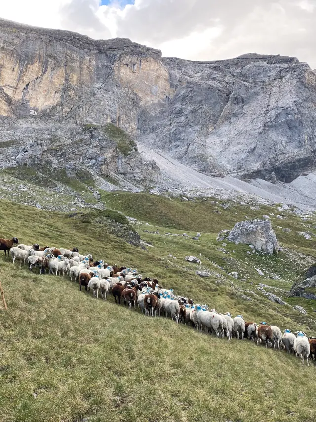 220905 Transhumance Troumouse Baptistesabatut Fanny Vila Luztourisme 9