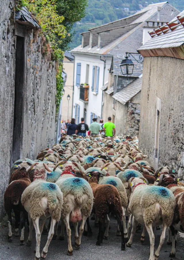 Foire aux cotelettes