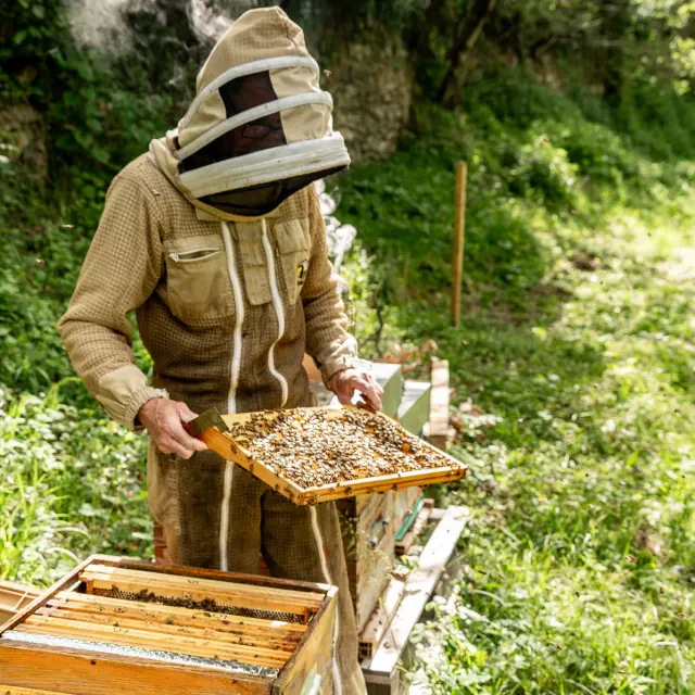 APICULTURE