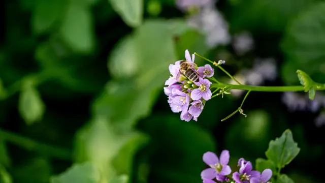 Abeille