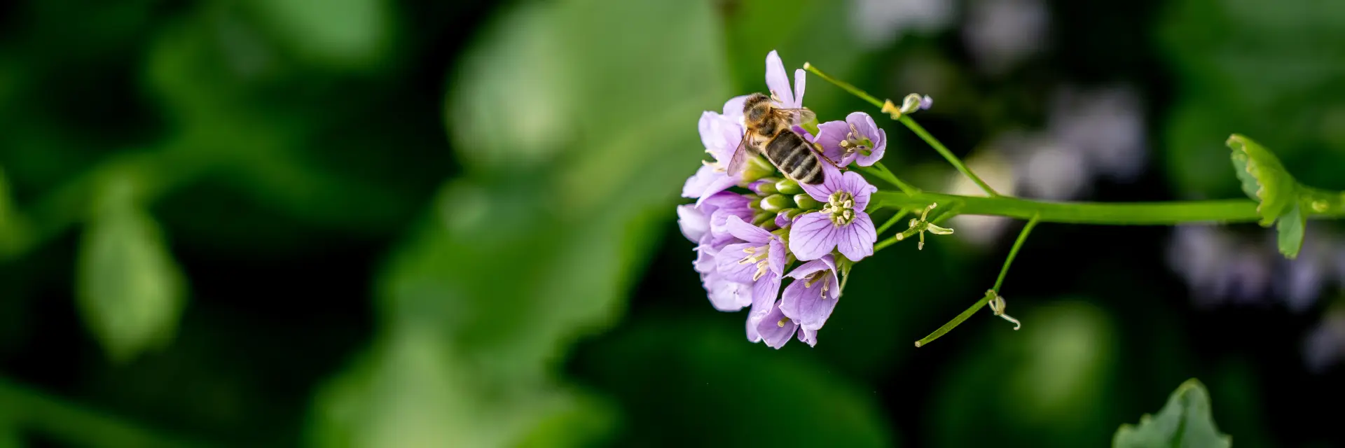 Abeille