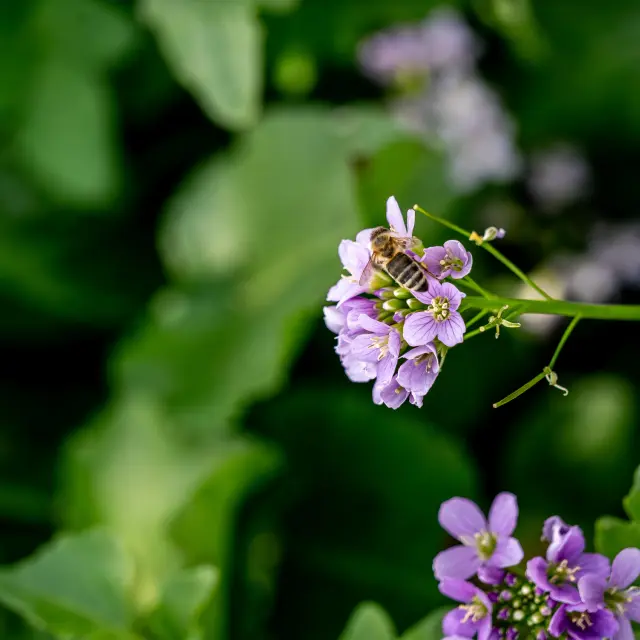 Abeille
