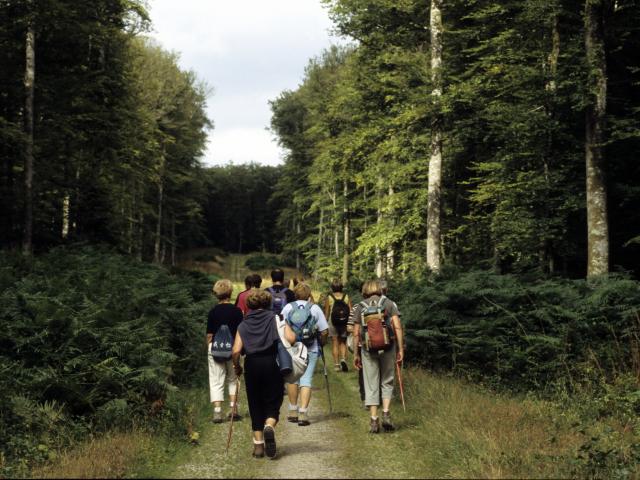 Randonnée pédestre en Forêt de Perseigne