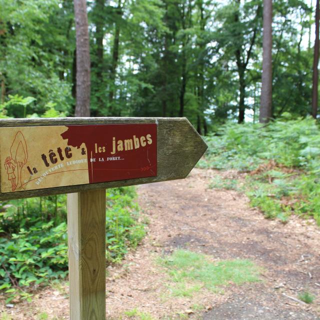 Parcours la tête et les jambes - forêt de Perseigne