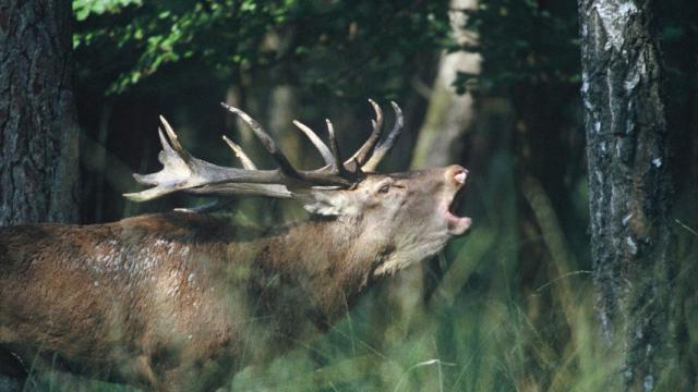 Le brame du cerf