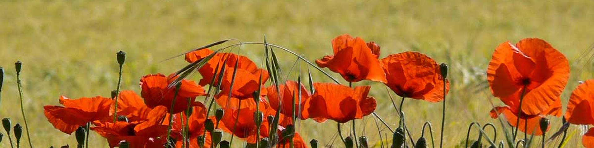 Fleurs Coquelicots