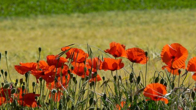 Fleurs Coquelicots