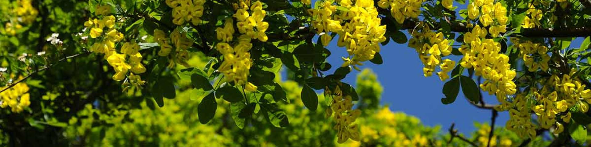 Fleurs Cytise