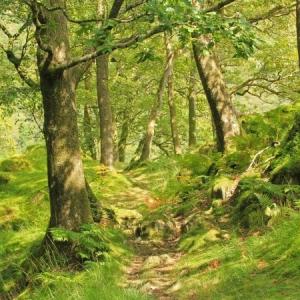 Forêt Domaniale De Perseigne