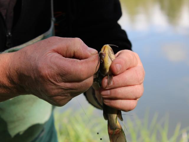 Pêche, poisson chat tenu dans la main