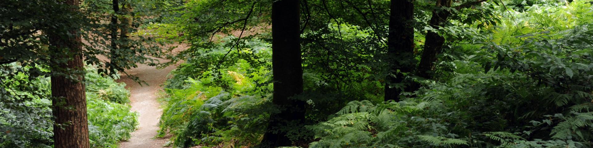 Sur les chemins de Perseigne