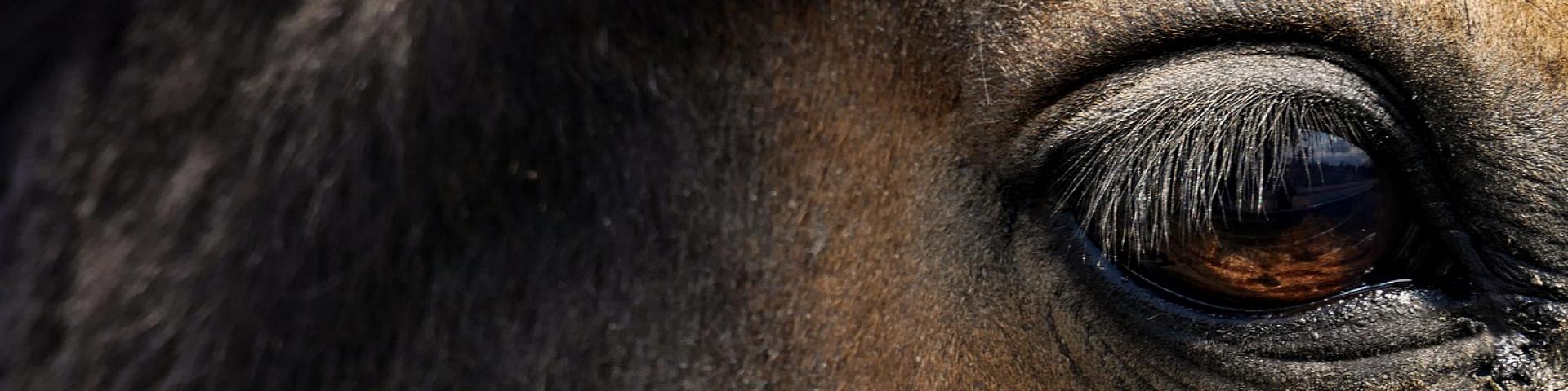 Regard de cheval