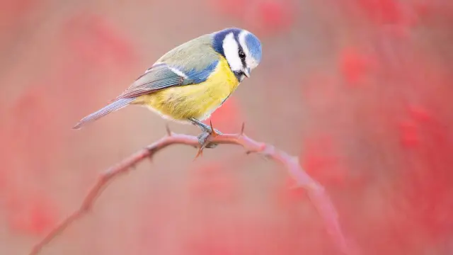 Oiseau Sur Branche - Etienne et Jean-Marie Ville