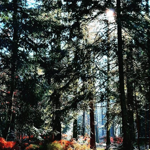 Instagram #mainesaosnois