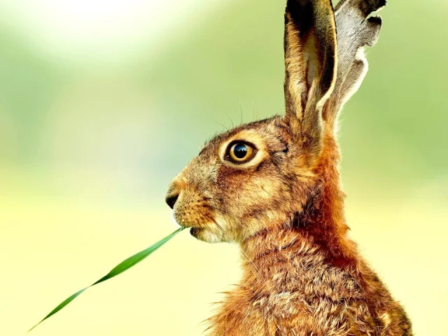 Lapin