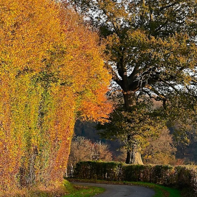 Instagram #foretdeperseigne