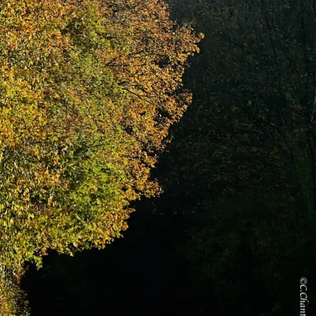 Instagram #mainesaosnois