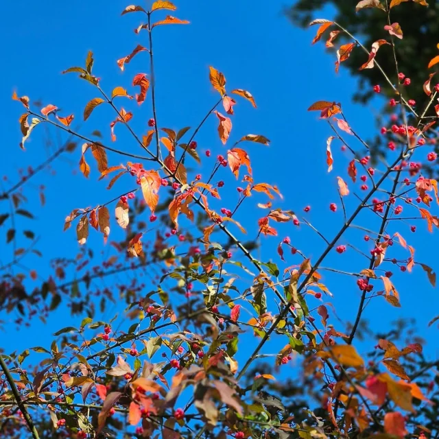 Instagram #mainesaosnois