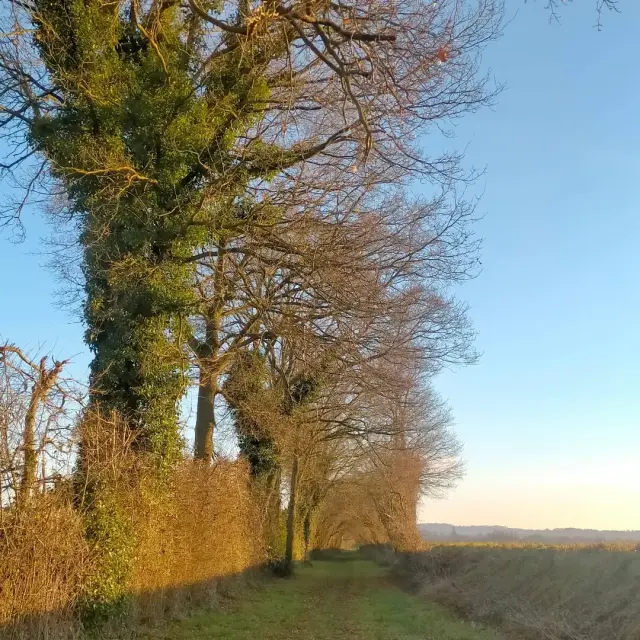 Instagram #marolleslesbraults