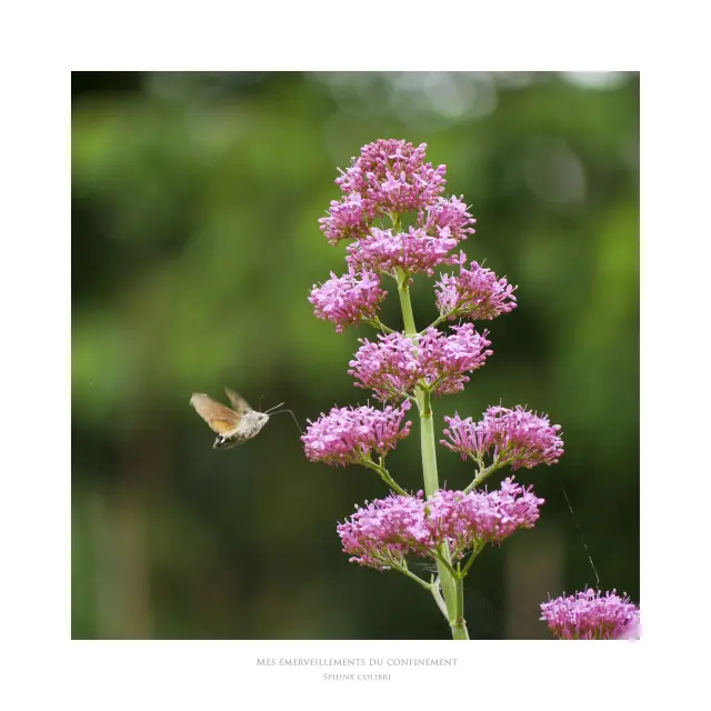 Photographie Geoffroy D'Aillières - Sphinx colibri