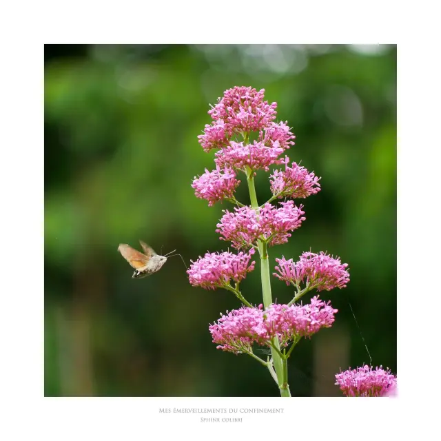 Instagram #mainesaosnois