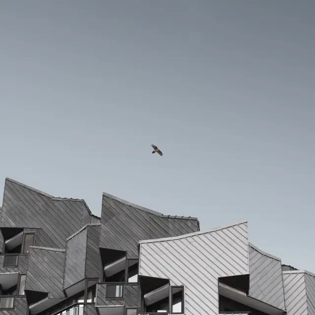 Aigle au dessus de la Daille