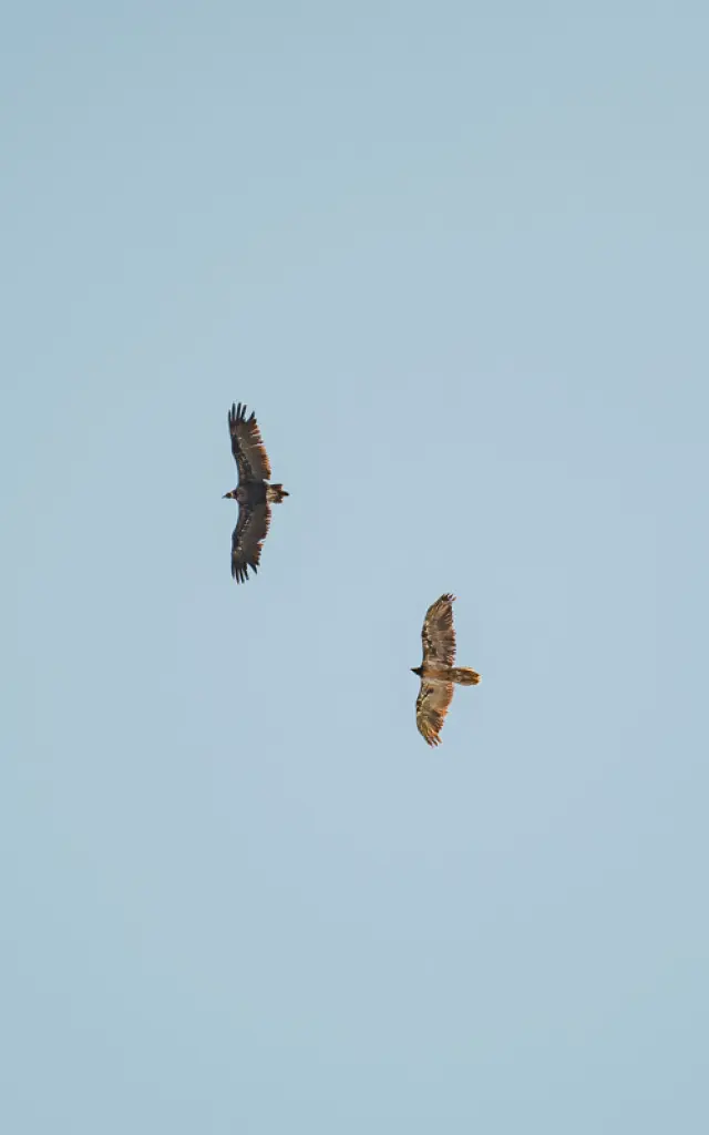 Aigles 5453 Val D Isere Tourisme Yann Allegre 1200px