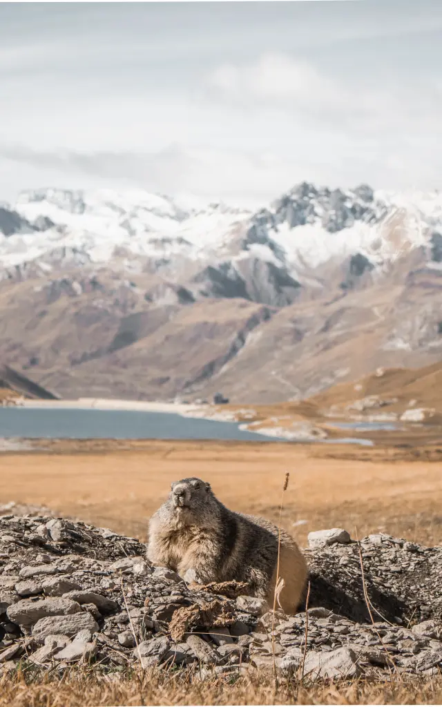 Marmottes 9102 Val D Isere Tourisme Yann Allegre