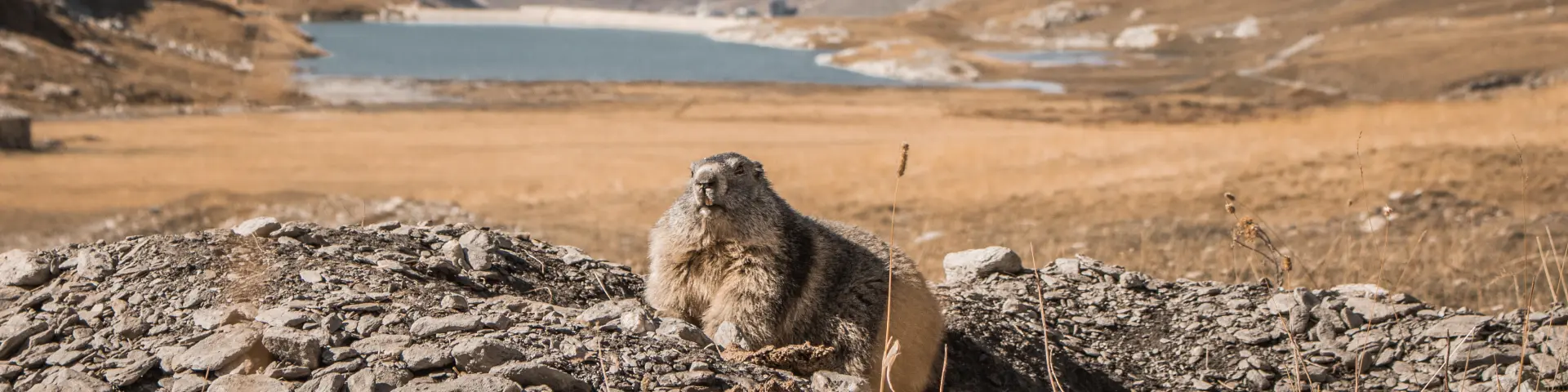Marmottes 9102 Val D Isere Tourisme Yann Allegre