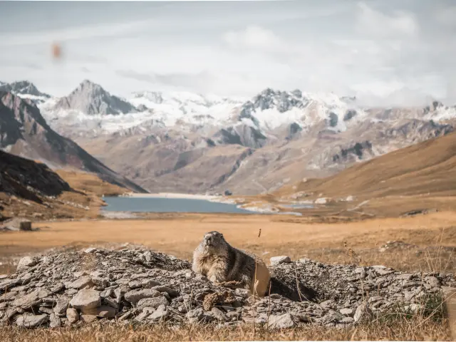 Marmottes 9102 Val D Isere Tourisme Yann Allegre