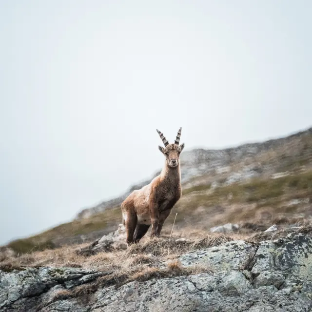 Chamois 1811 Val D Isere Tourisme Yann Allegre 1200px