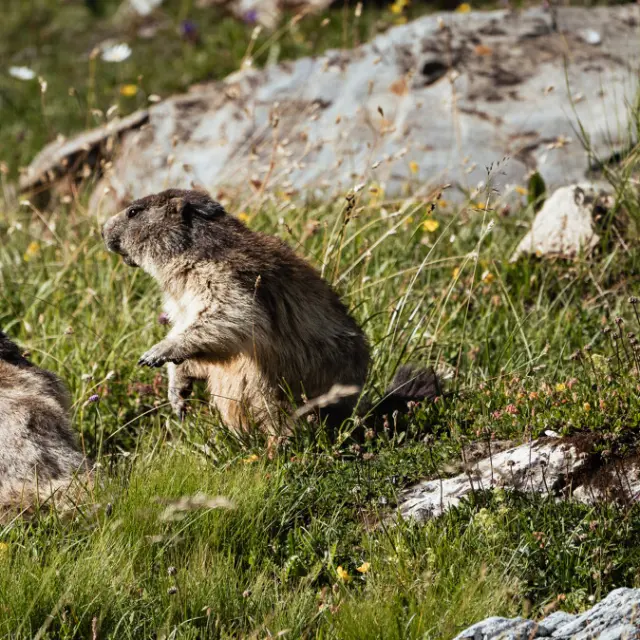 Marmottes 16729 Val D Isere Tourisme Yann Allegre 1200px