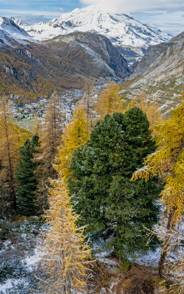 Arolle Millénaire - Val d'Isère