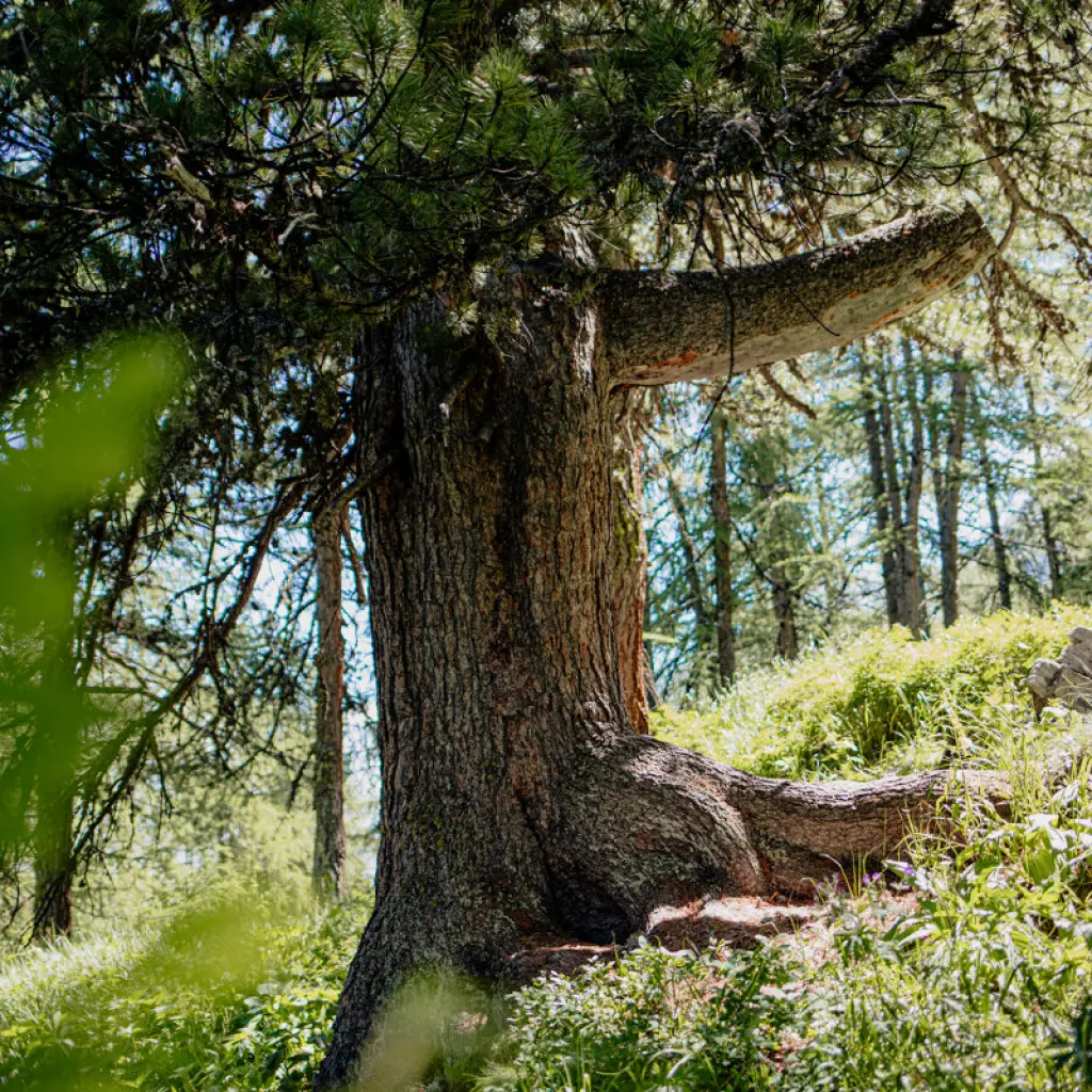 Arolle Millénaire - Val d'Isère