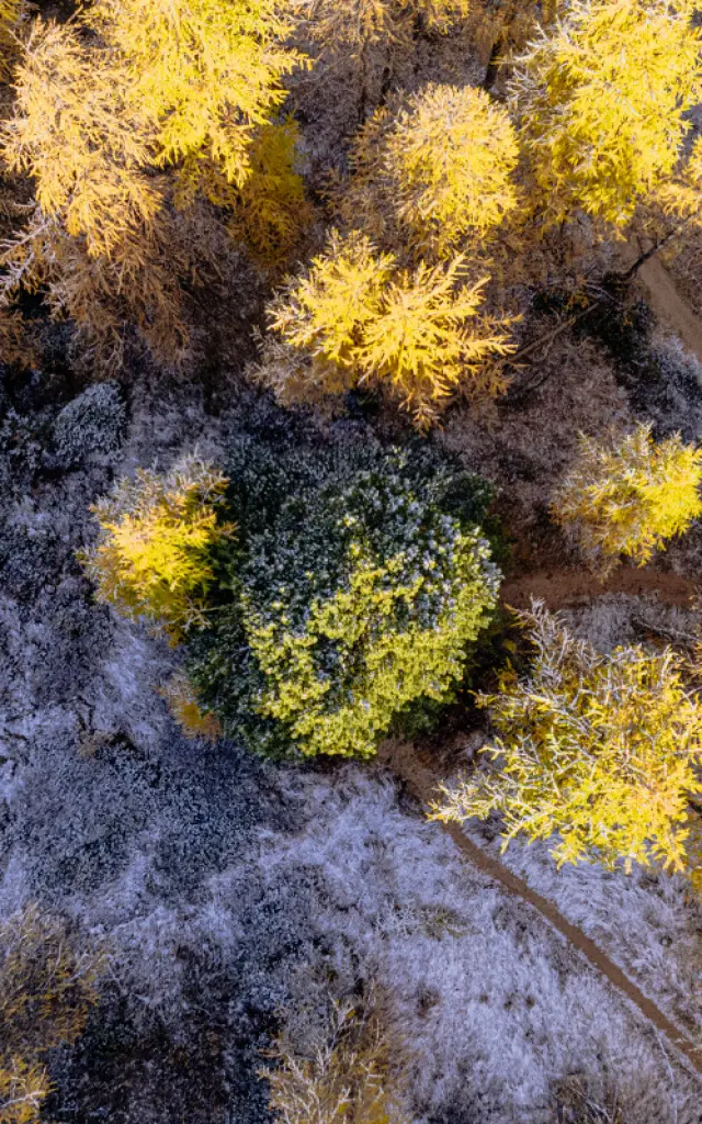 Arolle Millénaire - Val d'Isère