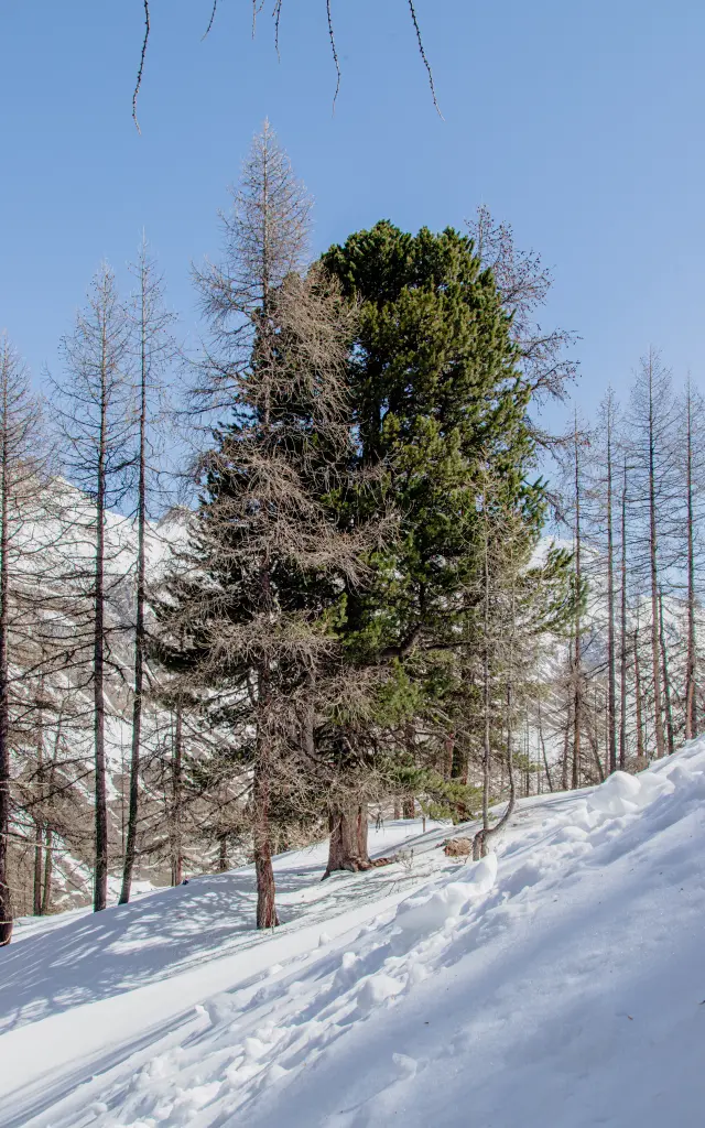 Arolle Millénaire - Val d'Isère
