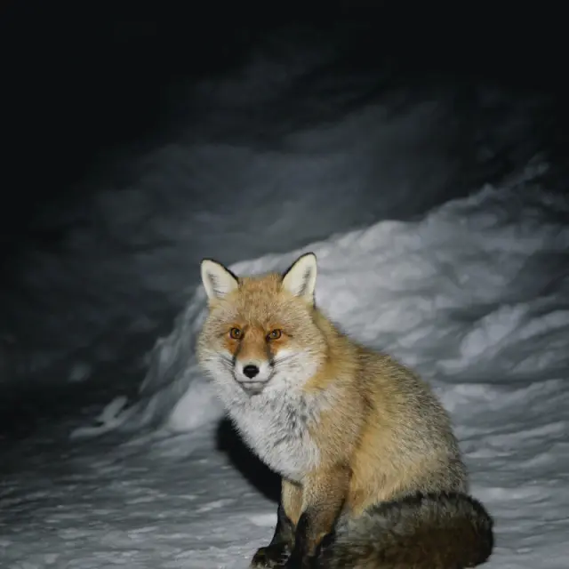 Renard Au Refuge Du Fonds Des Fours 9900 Val D Isere Tourisme Yann Allegre 1200px