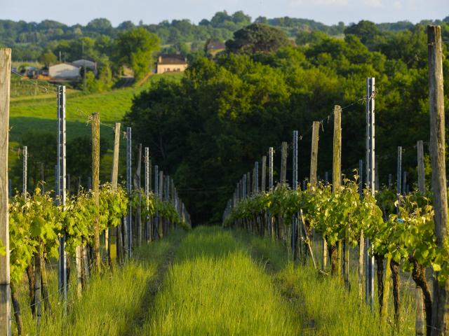 printemps-madiran-maison-des-vins.jpg