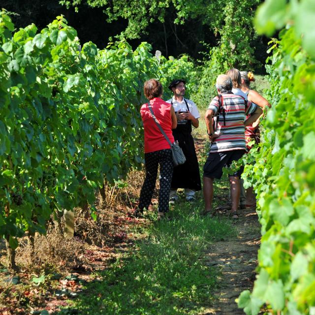 Vigne Groupe Patrice Thebault