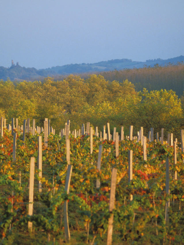 vignes-marciac-automne-michel-carossio.jpg