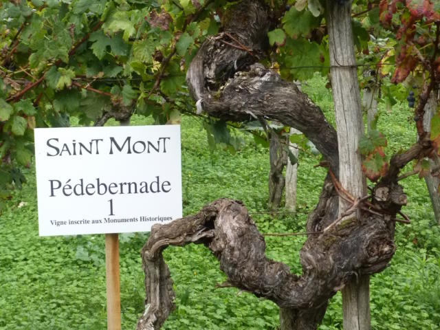 aoc-saint-mont-vignes-classes-1-mm.jpg